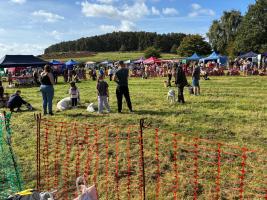 One of the dog classes being judged